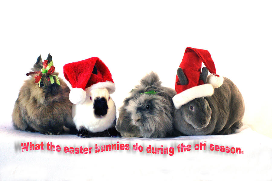 Christmas Bunnies