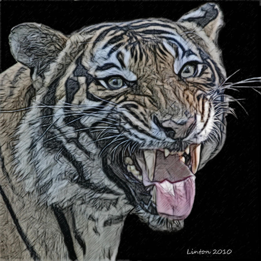 Charcoal Tiger