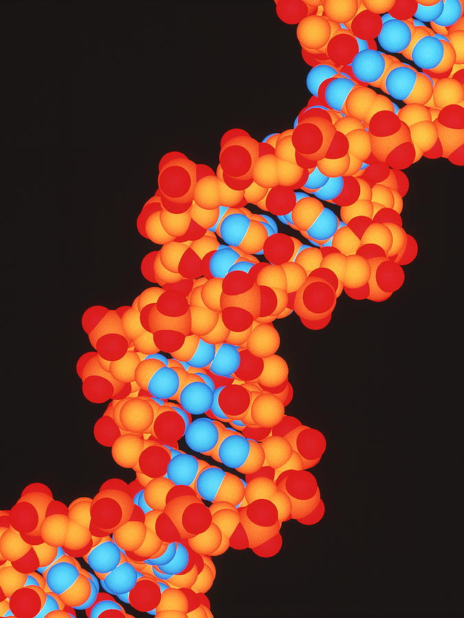 Computer Artwork Of A Segment Of Beta Dna Photograph By Pasieka Fine