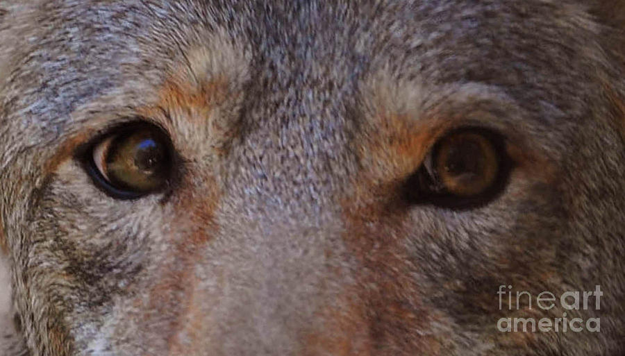 Coyote Eyes