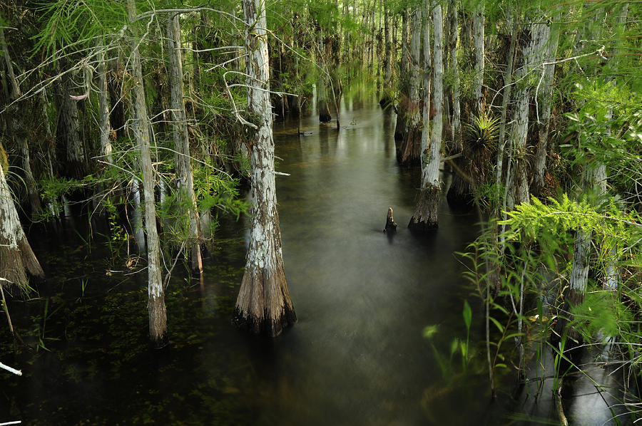 Cypress Trees In The Everglades Photograph by Raul Touzon