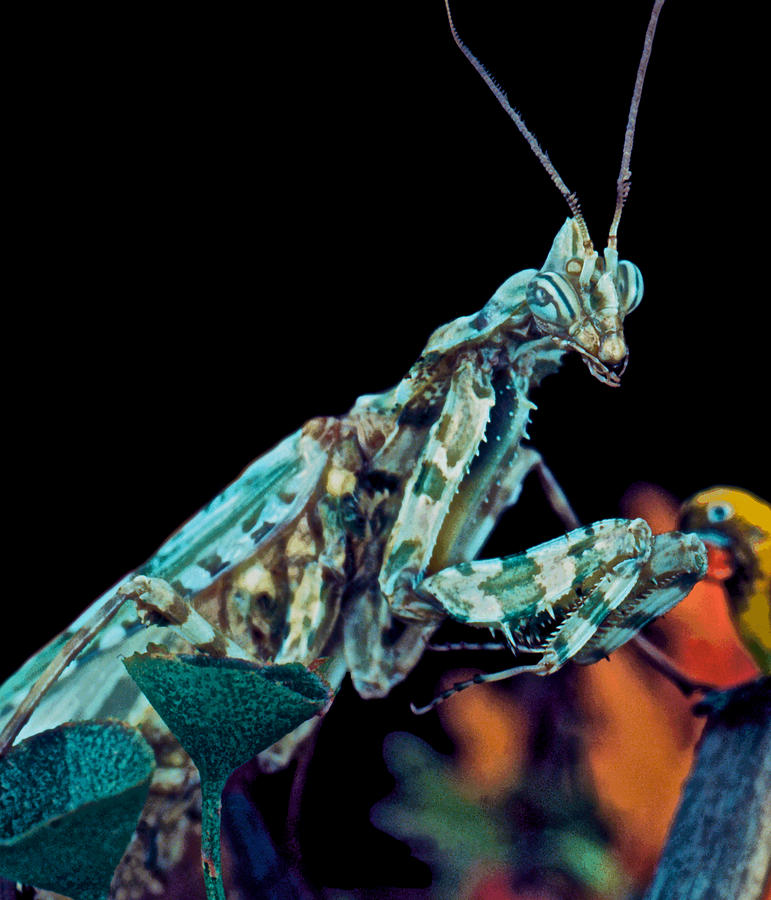 Mantis Flower