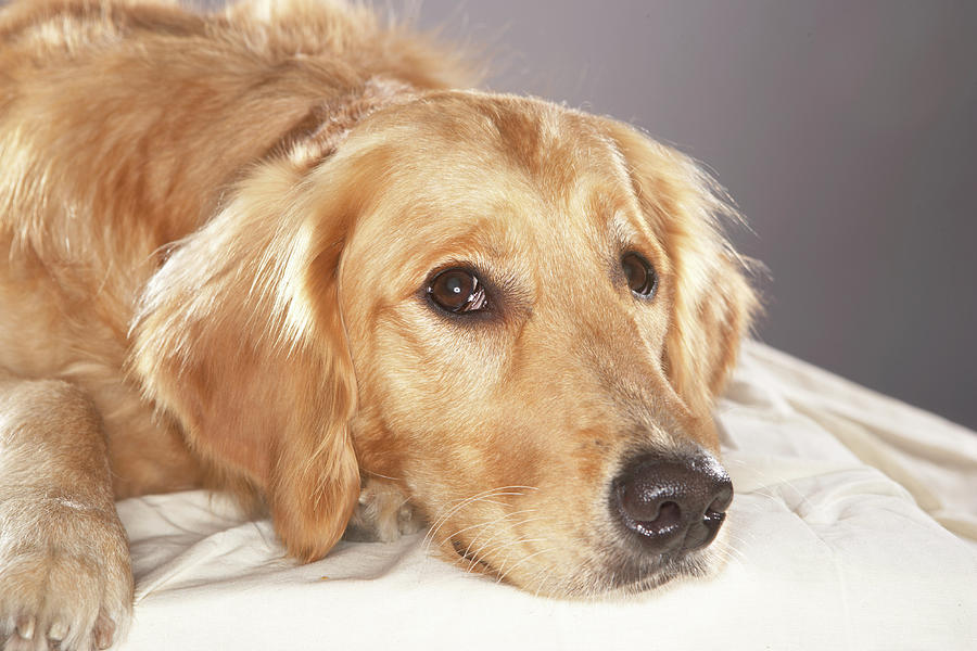 dog-laying-down-photograph-by-chris-amaral