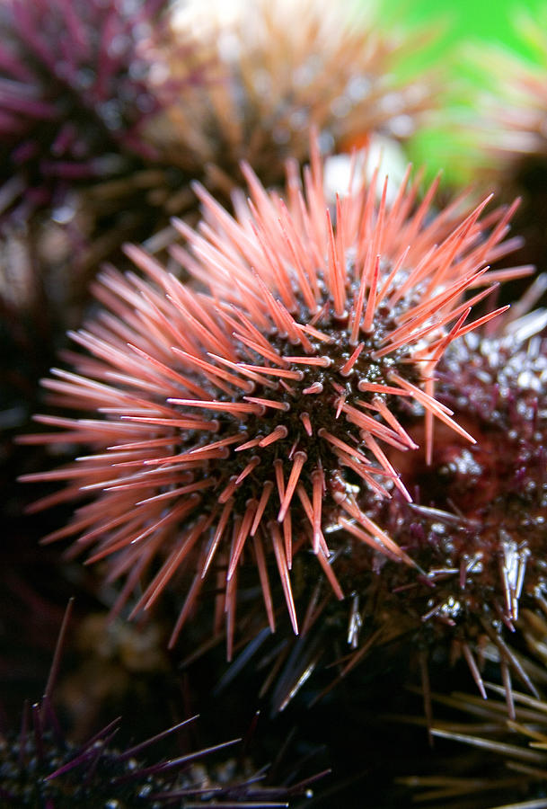 edible-sea-urchin-photograph-by-veronique-leplat