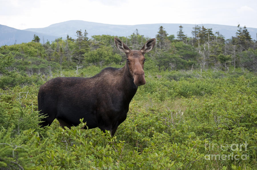 Adult Moose 78