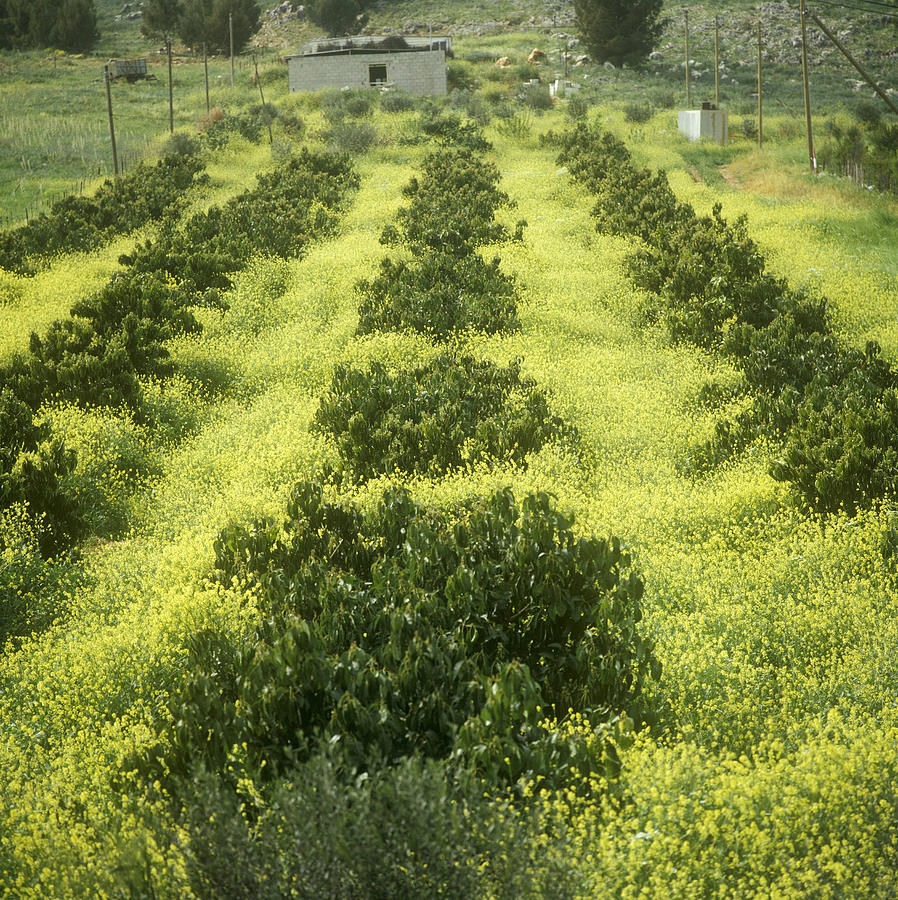  - 1-field-of-mustard-and-avacado-daniel-blatt