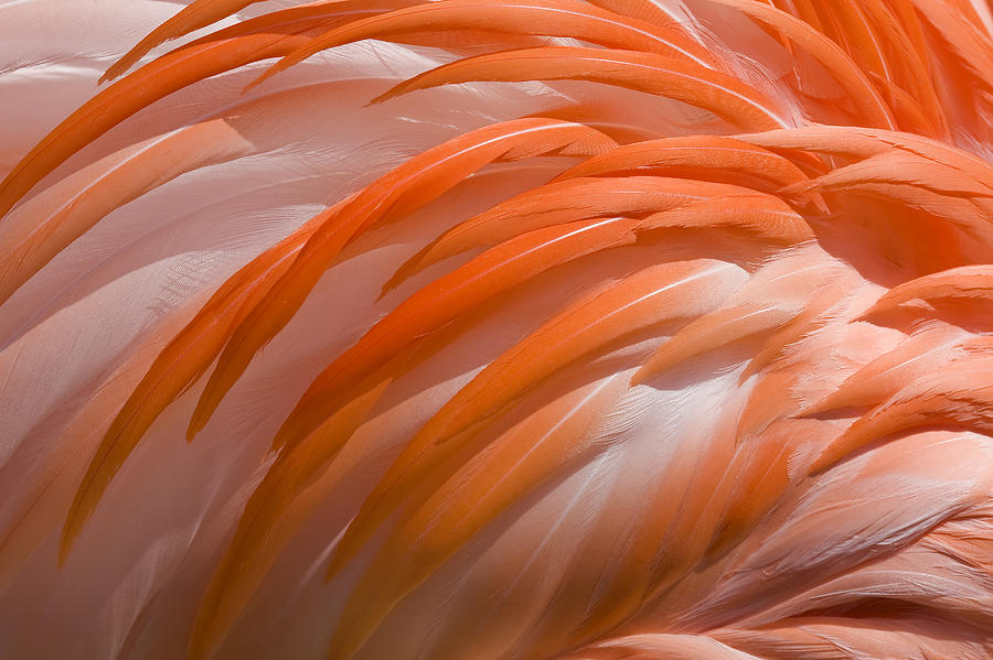 Flamingo Feathers Photograph By Jeff Grabert