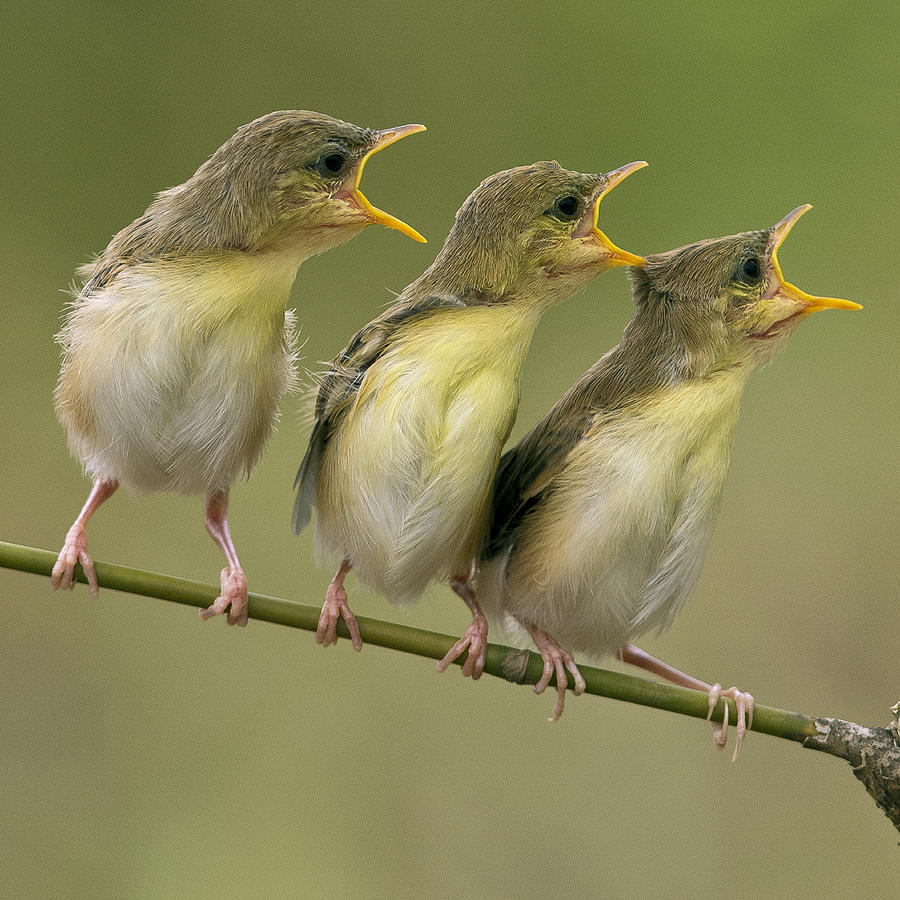 golden headed cisticola photograph by photowork by sijanto golden headed cisticola photograph by photowork by sijanto