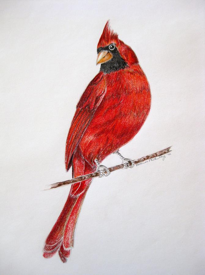 Happy Cardinal Drawing by Kathrine McMurray