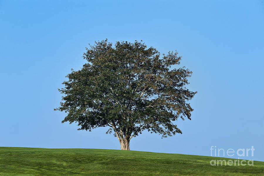 healthy tree