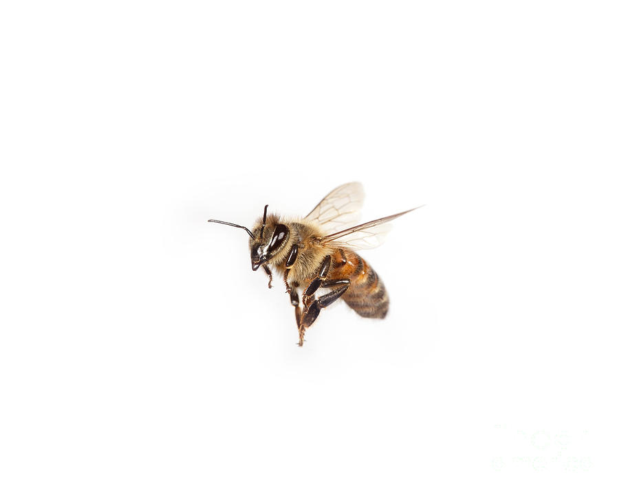 Honey Bee In Flight by Ted Kinsman