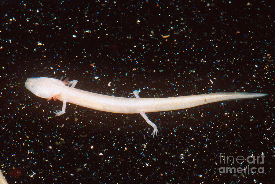 Honey Creek Salamander Photograph By Dante Fenolio Fine Art America