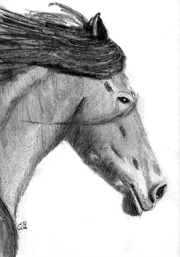 head of horse