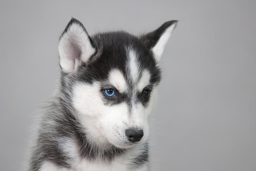 Husky Puppy Photography