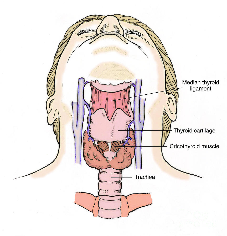 Anatomy Throat 46