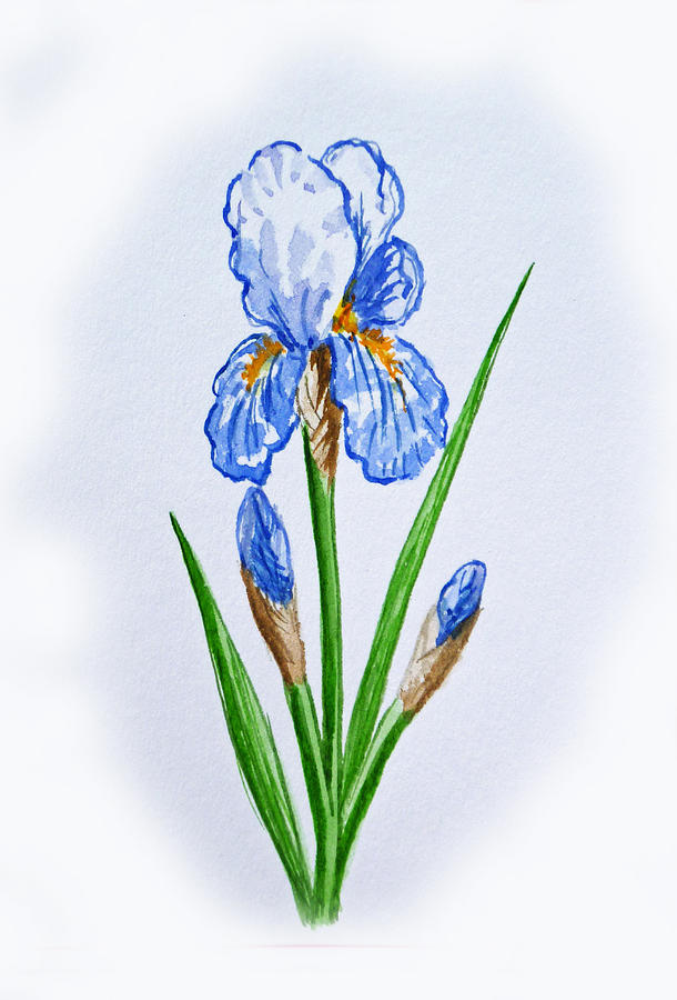 Iris Art