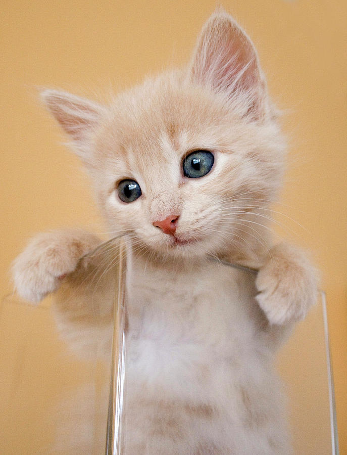 kitten glass