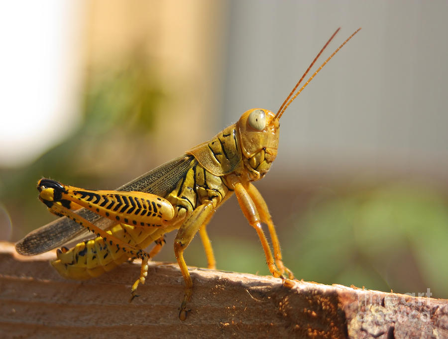 Large Yellow Grasshopper Photograph