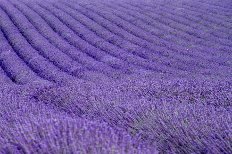 Bildergebnis für lavendel