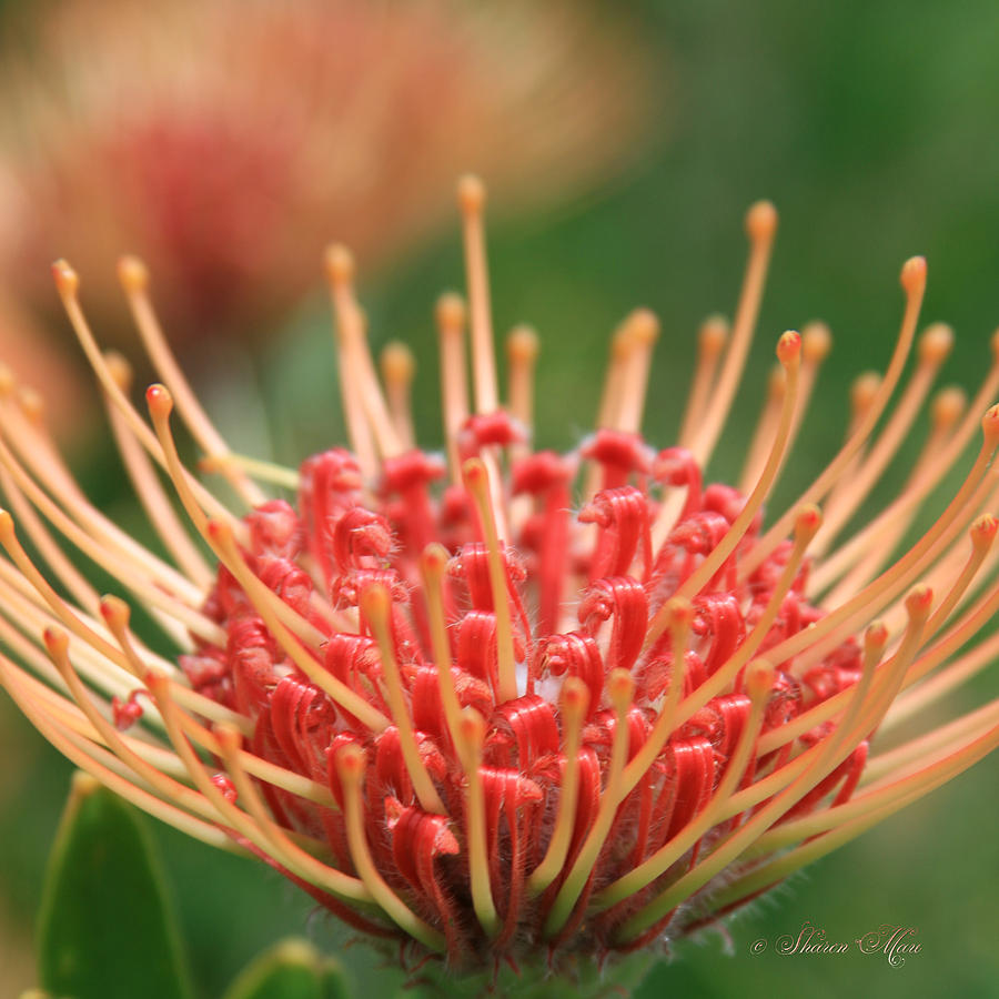 Pincushion Protea Flower