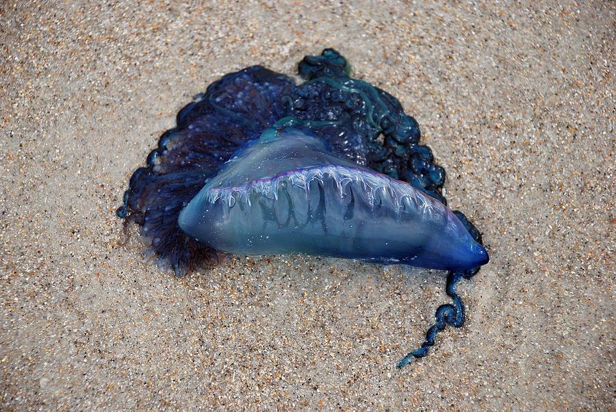 man-o-war-jellyfish-by-dana-cline