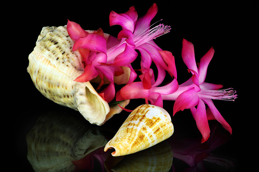 Marine Flower On Black Photograph By Aleksandr Volkov