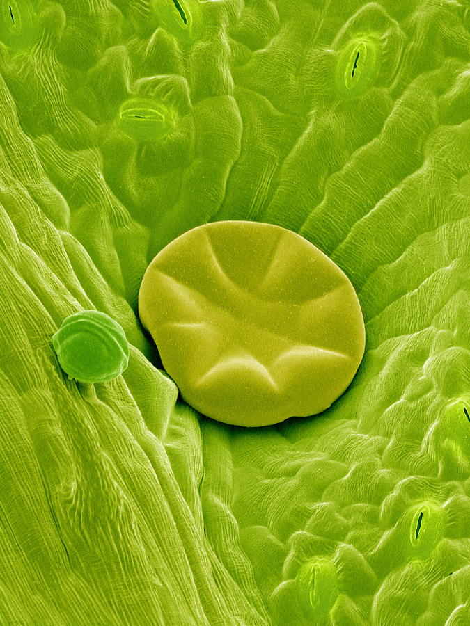 Oil Gland On A Leaf Sem Photograph By Susumu Nishinaga Pixels