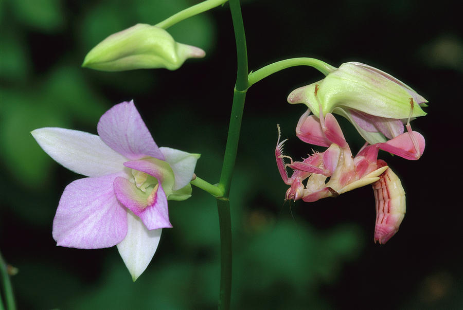 http://images.fineartamerica.com/images-medium-large/1-orchid-mantis-hymenopus-coronatus-thomas-marent.jpg