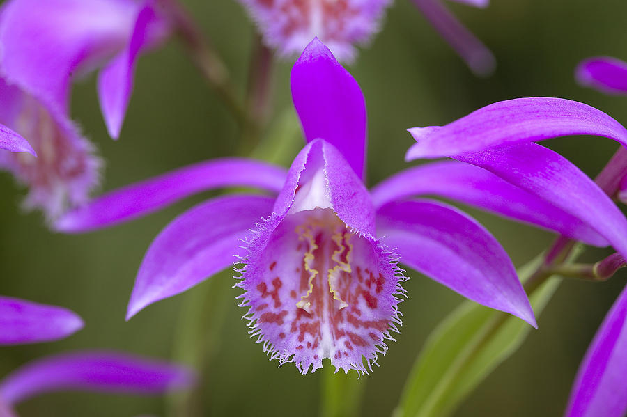 Pleione Bulbocodioides