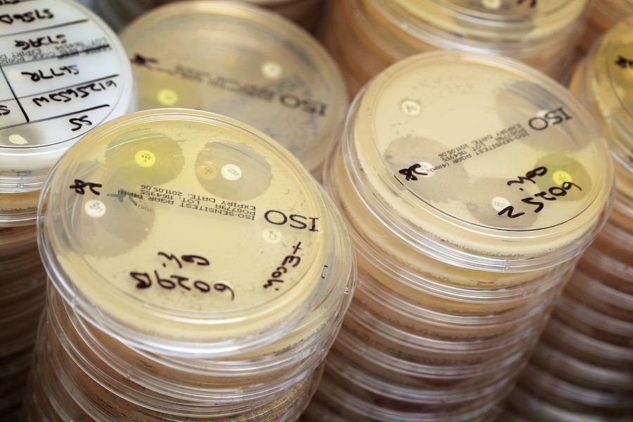 Petri Dish Cultures Of E Coli Bacteria Photograph By Doncaster And