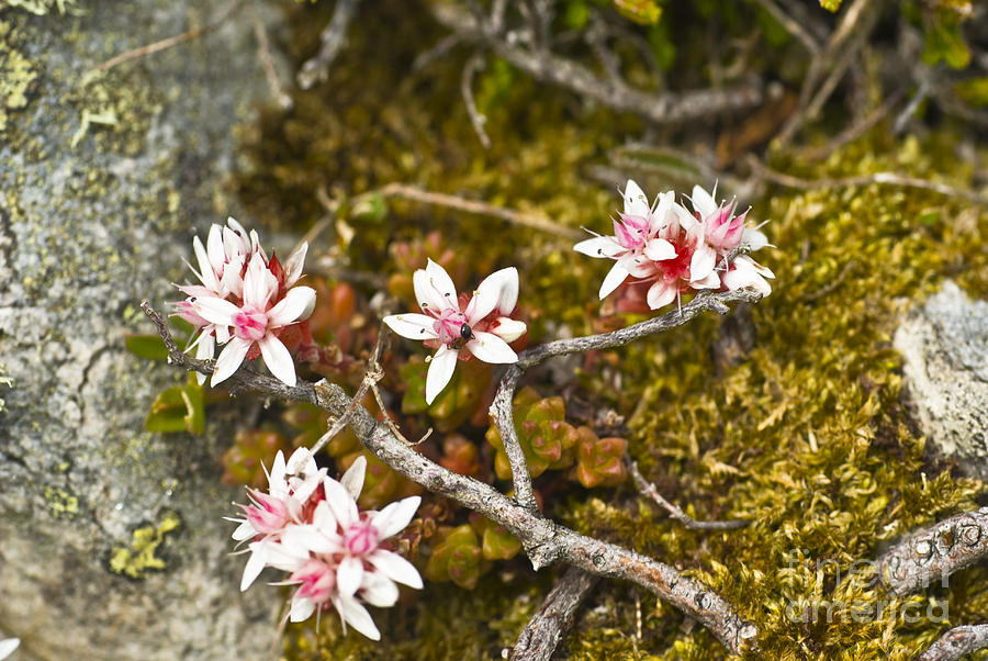 sedum anglicum