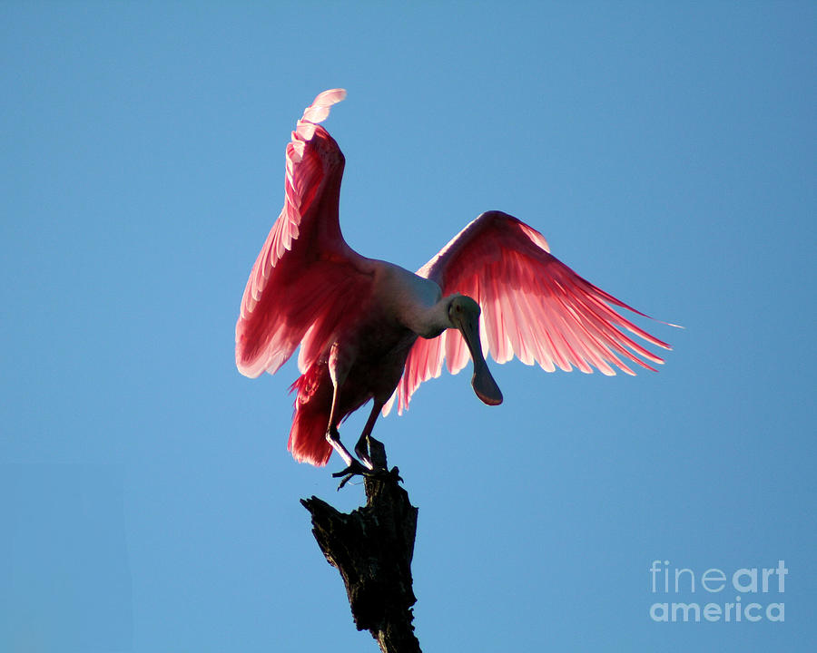  - 1-roseate-spoonbill-james-diprospero