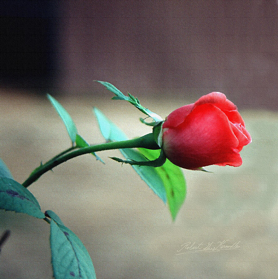 Rosebud [1975]