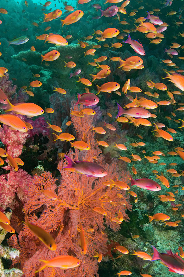  - 1-schooling-fairy-basslets-pseudanthias-squamipinnis-among-coral-rene-frederick