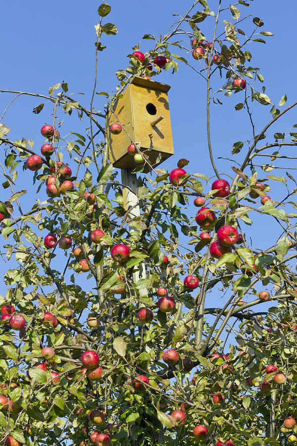 Small House Birds