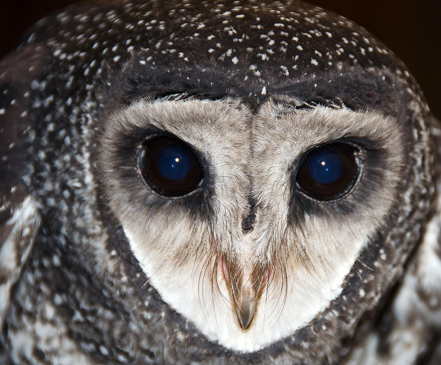 Sooty Owl