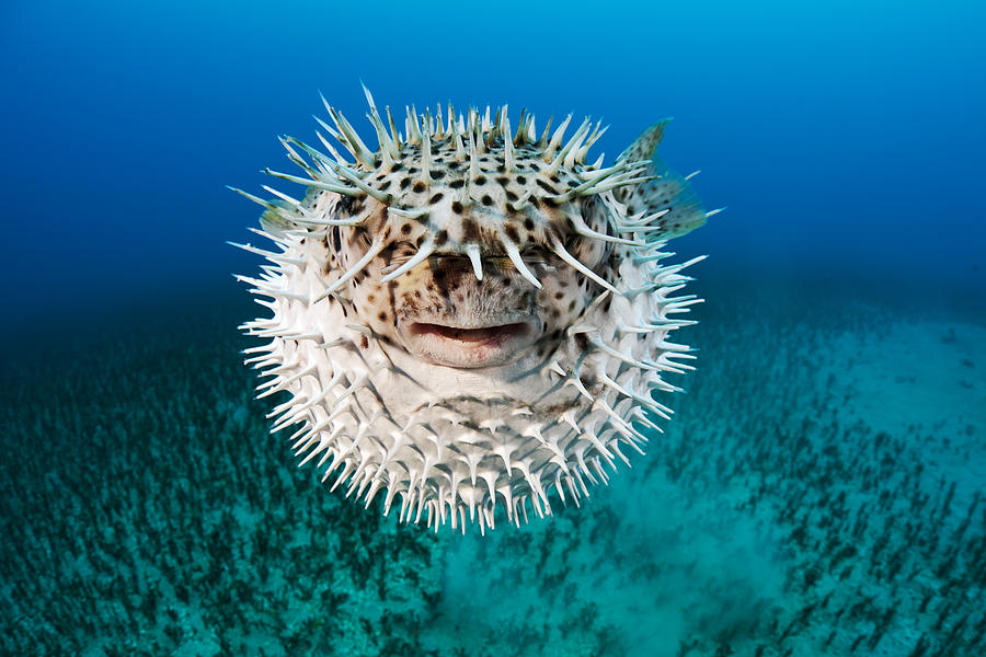 Spotted Porcupinefish Photograph by Dave Fleetham