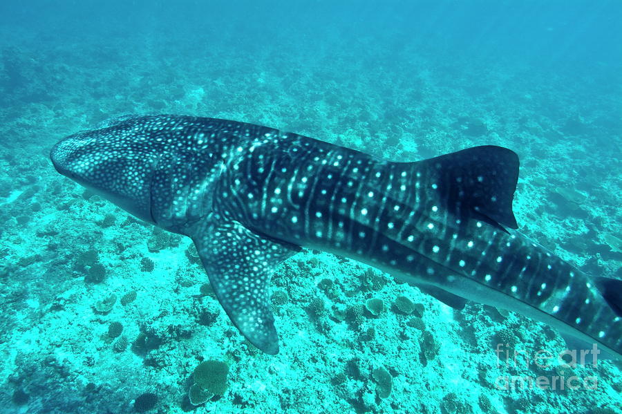 Spotted Whale Shark By Sami Sarkis