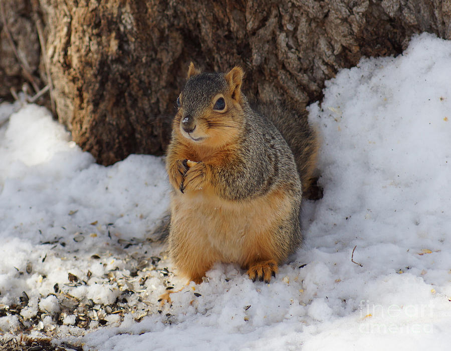 Squirrel In The Snow Photograph By Lori Tordsen | Fine Art America