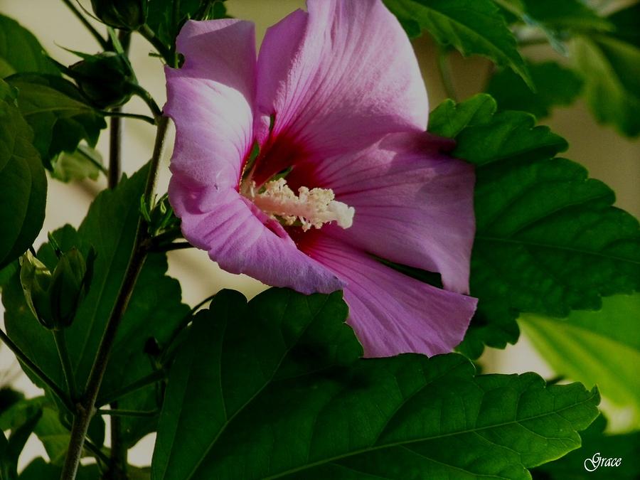  - 1-summer-hibiscus-julie-grace