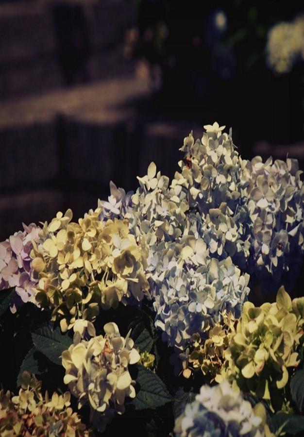  - 1-summer-hydrangeas-kerry-fitzsimmons