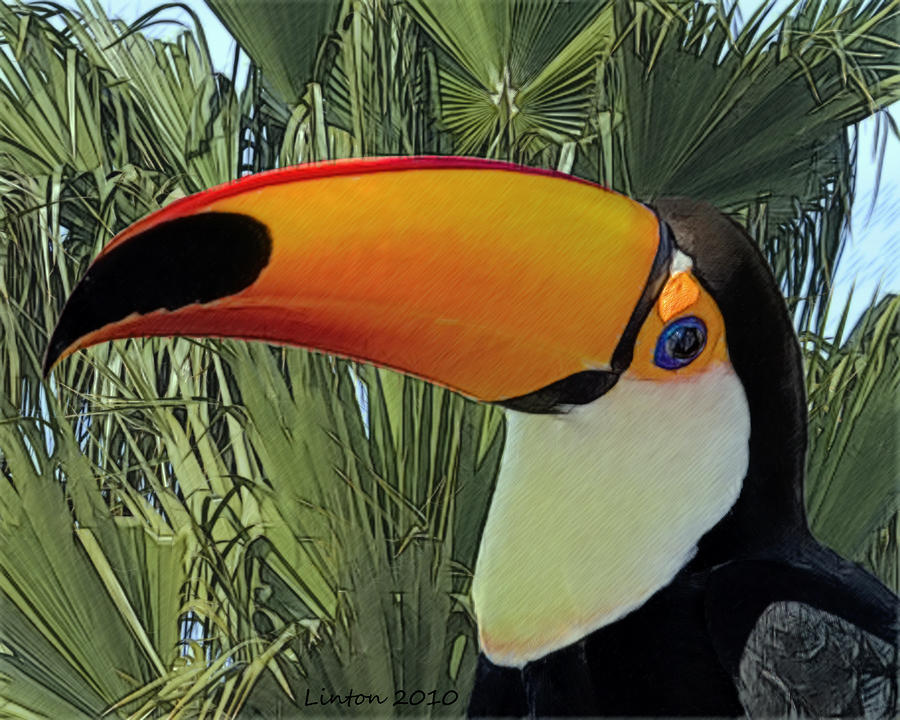 toco toucan