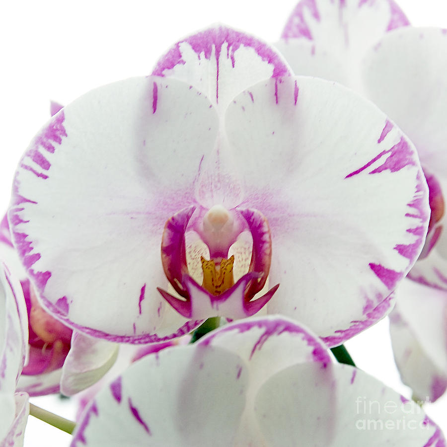 White Orchids White Orchids