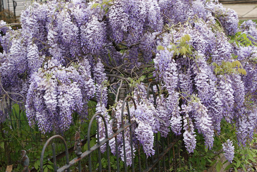 wisteria vine photograph by william ohanlan wisteria vine photograph by william ohanlan