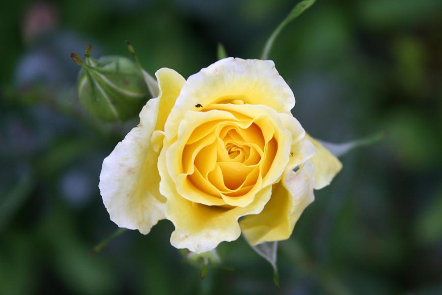 Yellow English Rose