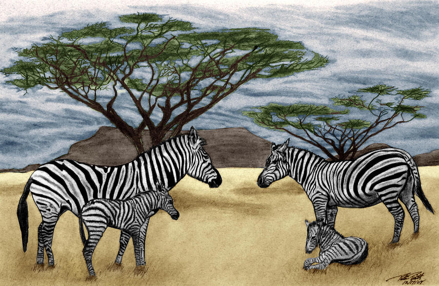 Zebra African