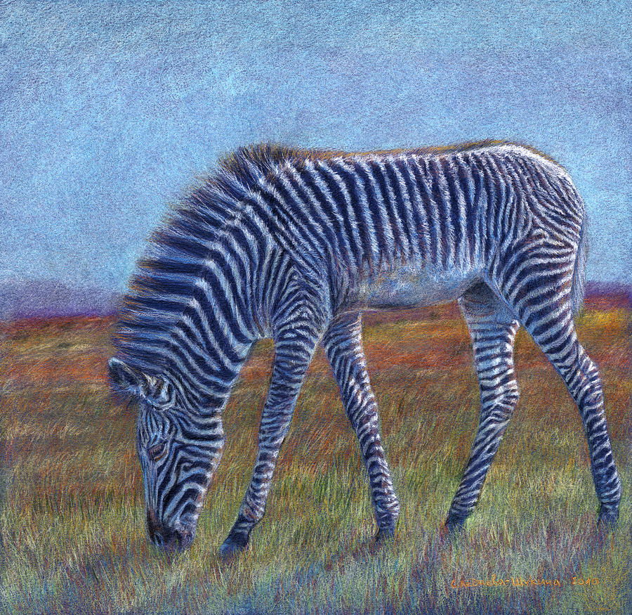 Drawing Zebra Foal 