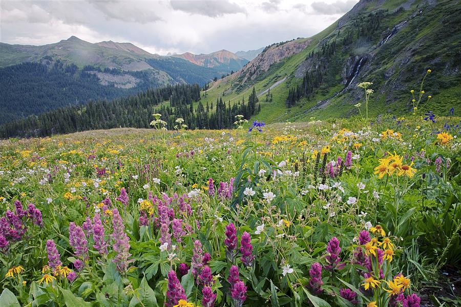 wildflower meadow by bob gibbons wildflower meadow by bob gibbons
