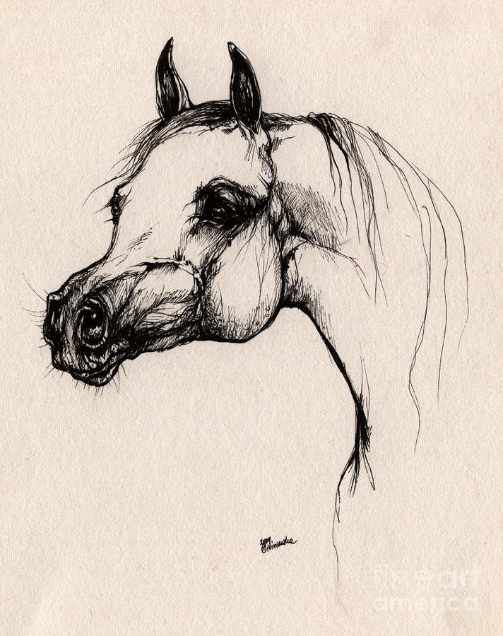 Arabian Horse Art Drawing