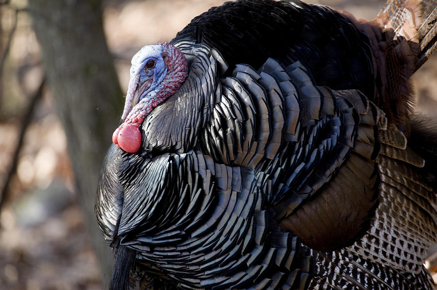 Adult Male Turkey 119